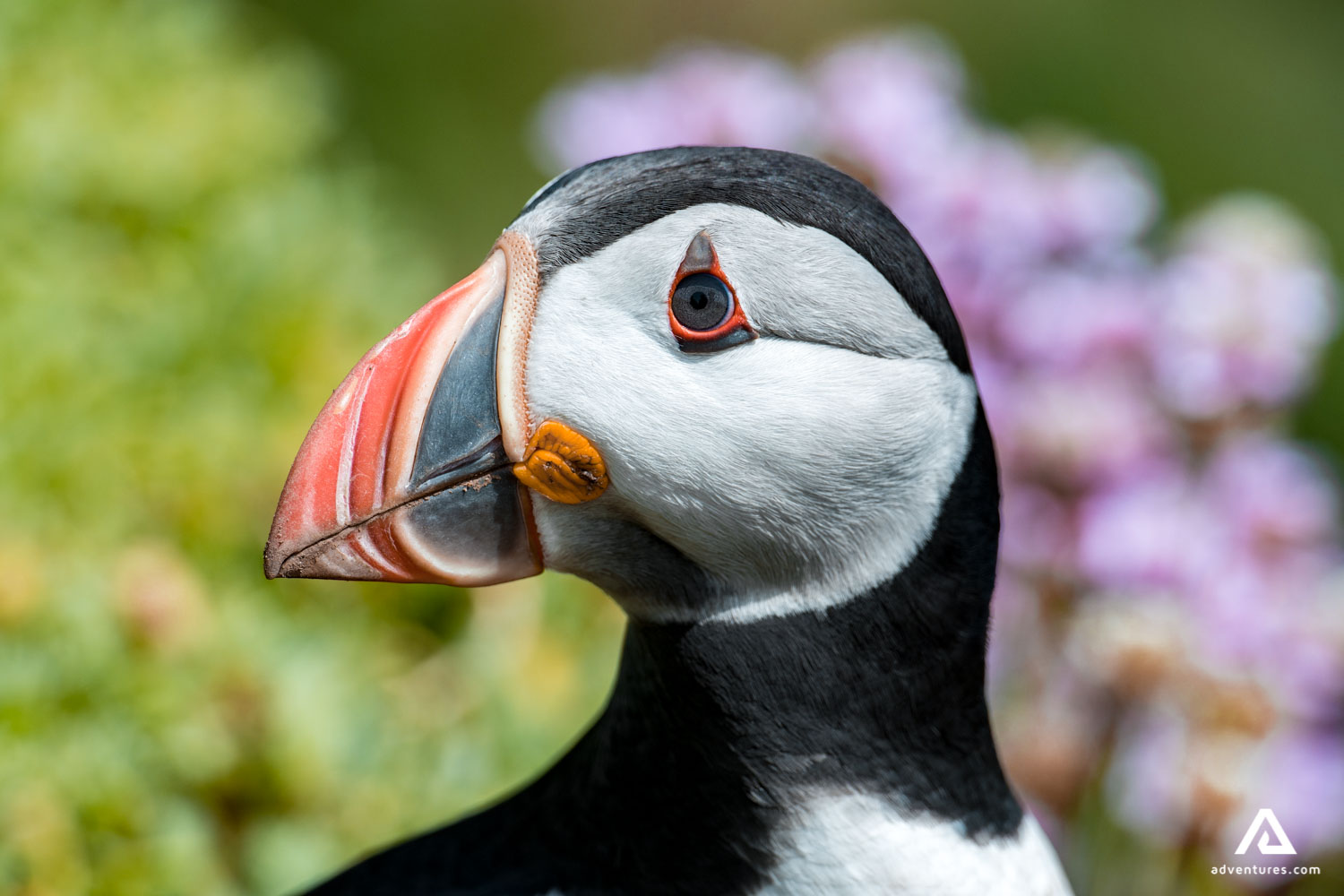 puffin closeup view