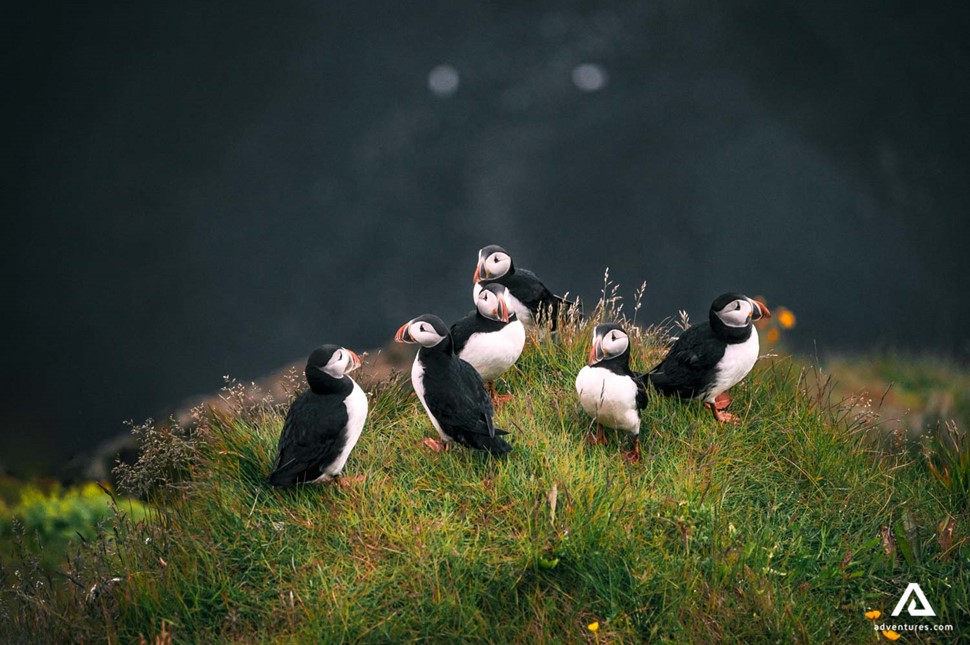 puffins on a grassy cliffs