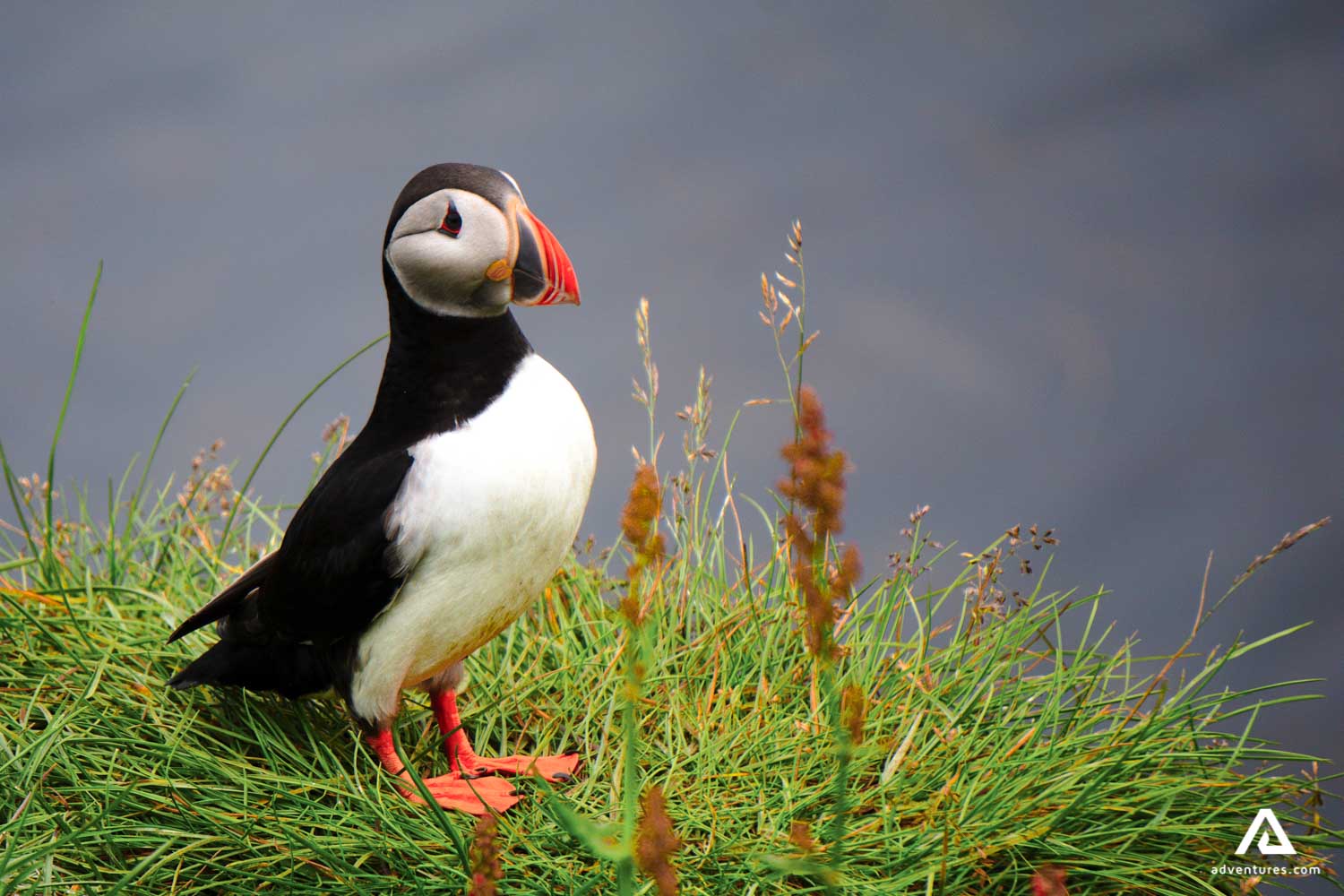 puffin in grass field