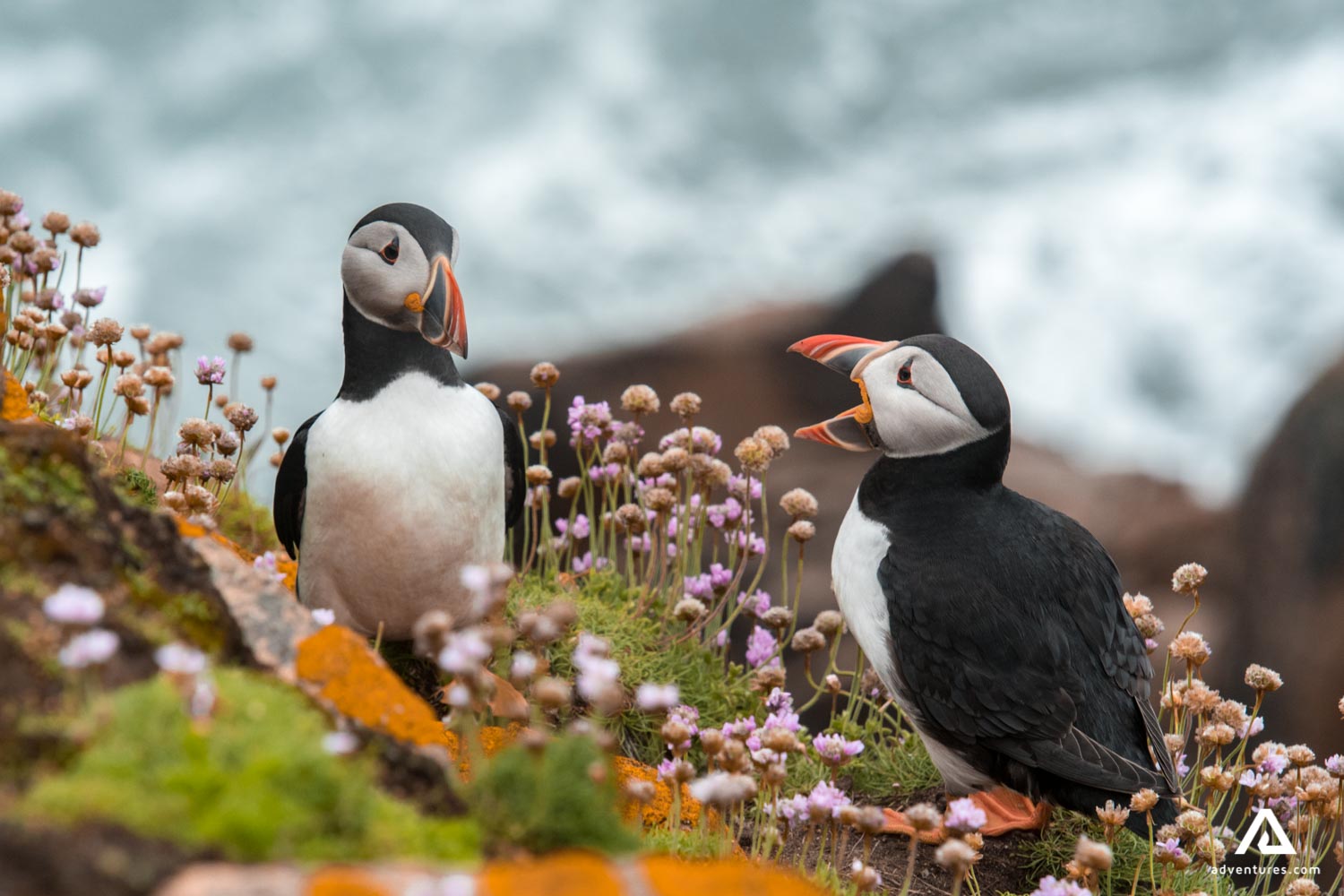 puffins in a flowery field near sea
