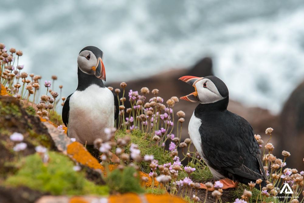 puffins in a flowery field
