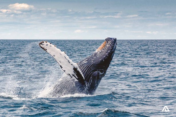 humpback whale jumping out of water in ocean