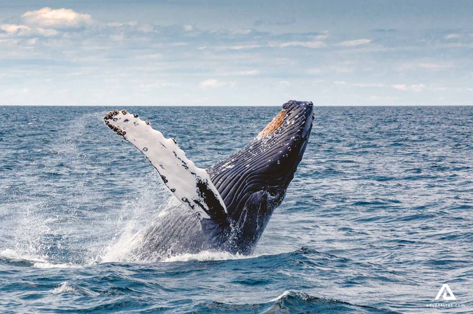 humpback whale jumping out of water in ocean