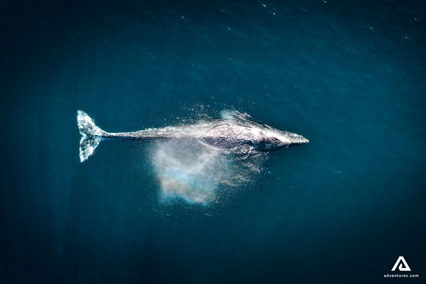aerial view of a whale in the ocean