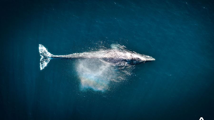 aerial view of a whale