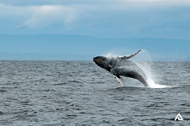 whale breaching from the ocean