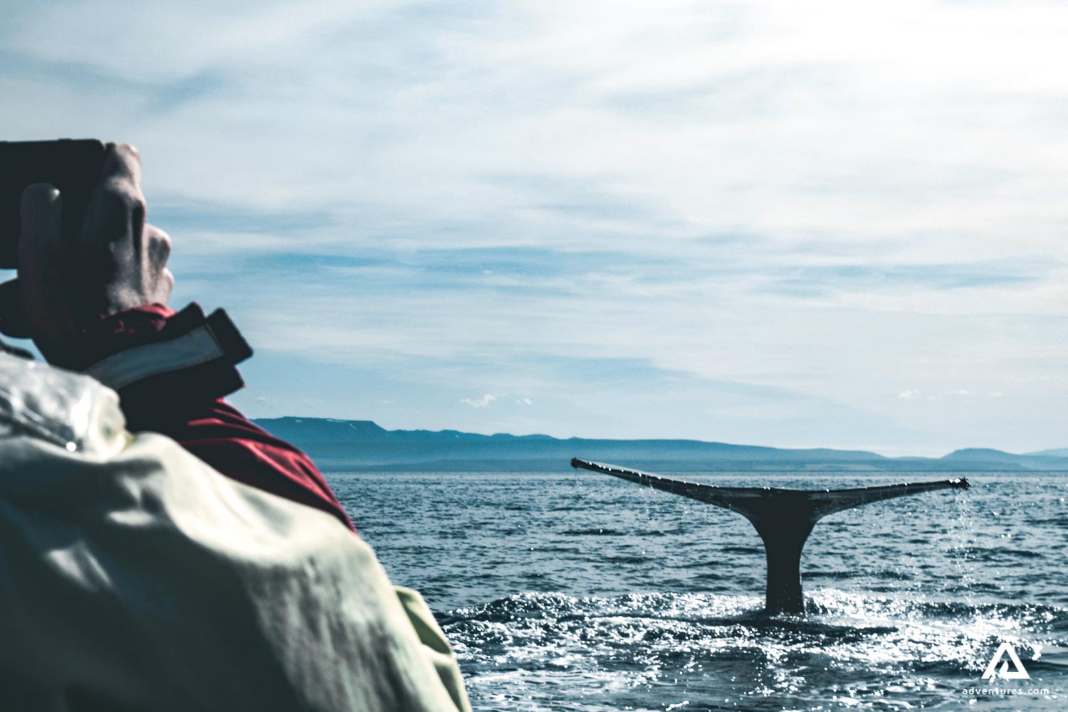 taking picture of a whale breaching in canada