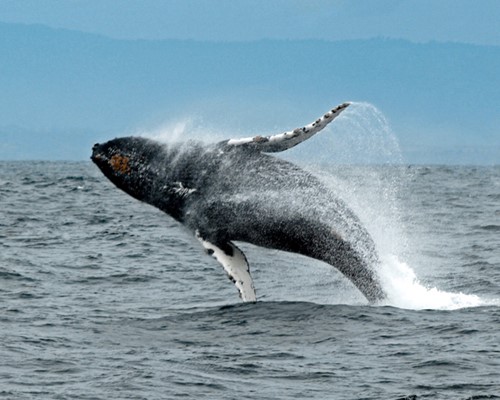 Whale watching and sightseeing tour