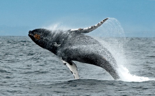 Whale watching and sightseeing tour