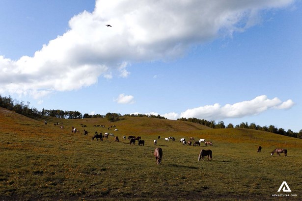 horses roaming on a hill in kananaskis