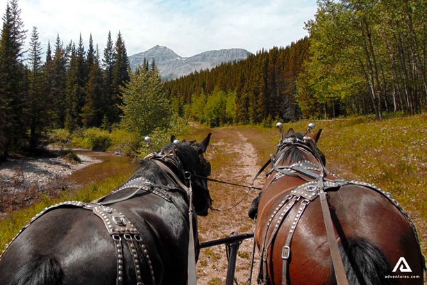 two horses in kananaskis countryside mountains