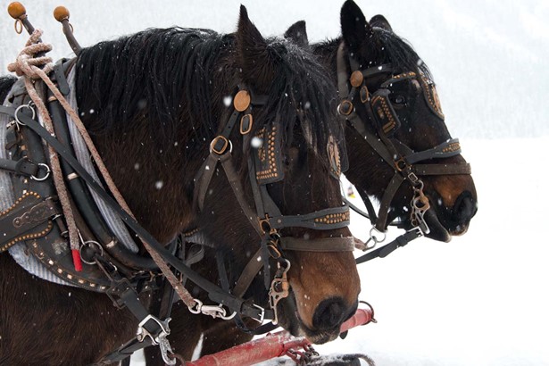 two horses in winter in canada