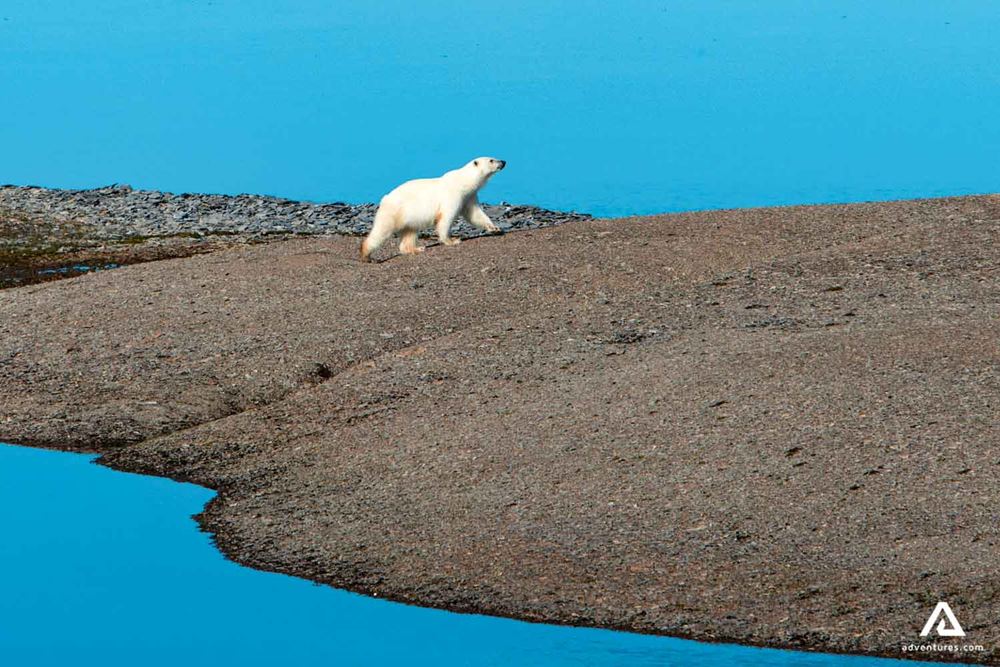 polar bear in nunavut