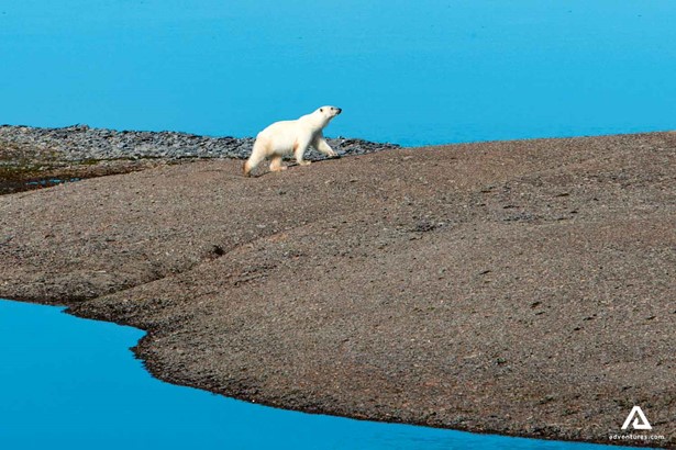 polar bear in nunavut somerset island