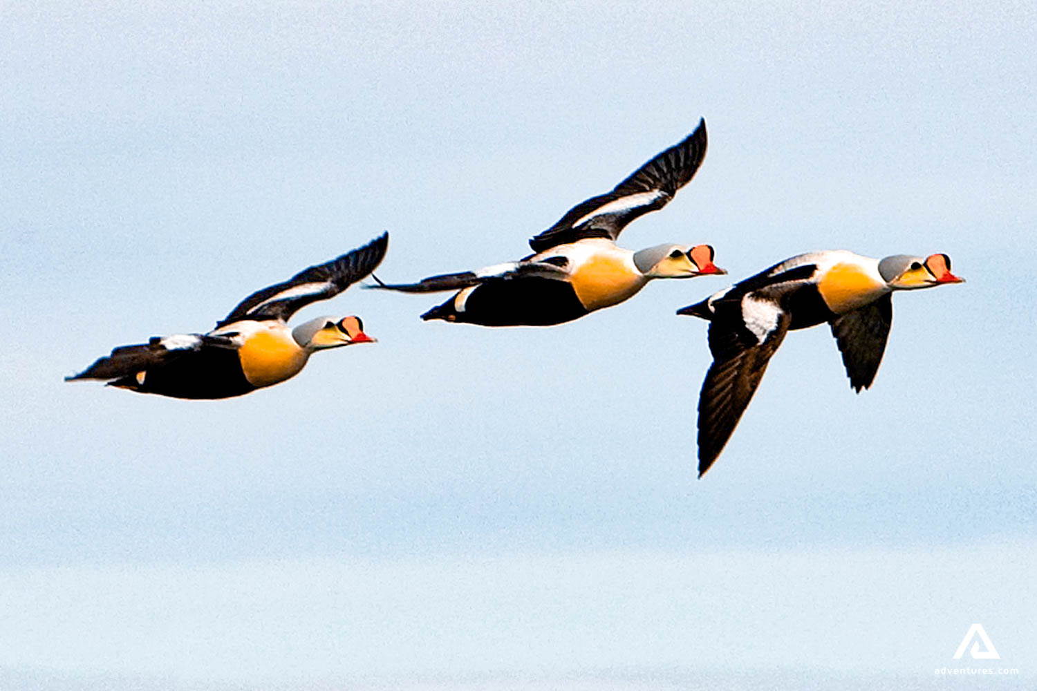 wild birds flying in nunavut