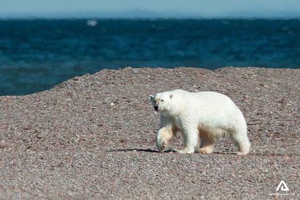 lone polar bear roaming