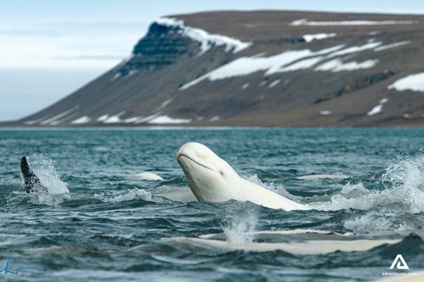 beluga whales in somerset island in canada