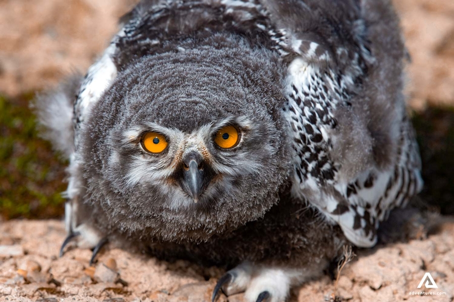 closeup of an owl