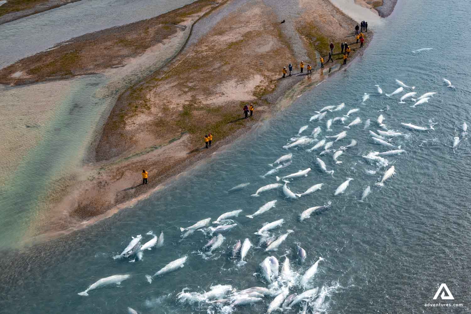 large group of beluga whales in nunavut