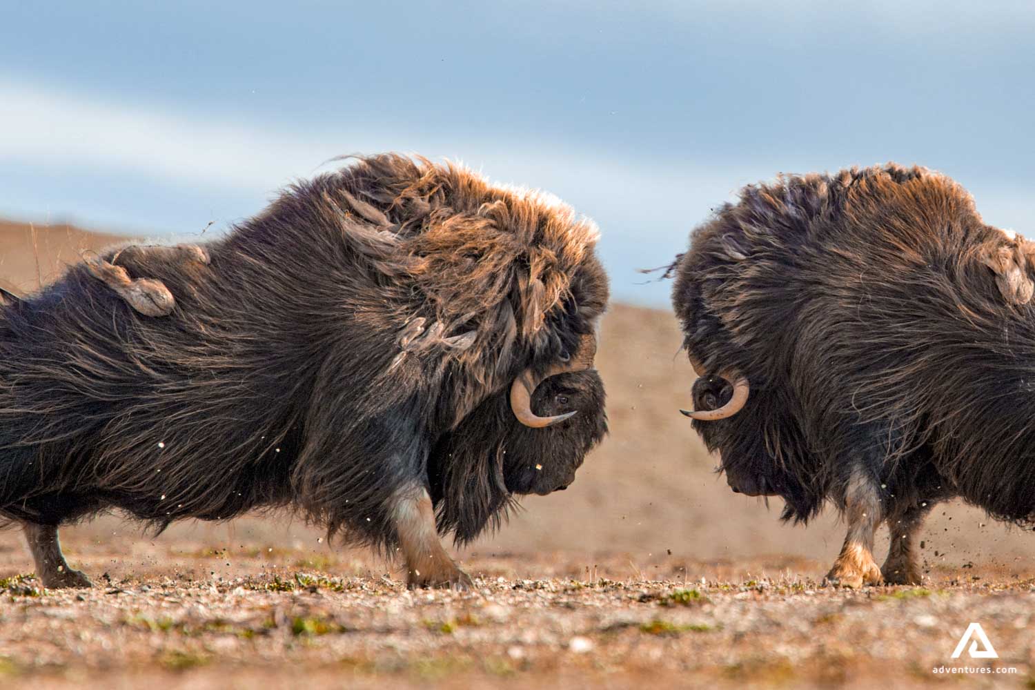 musk ox fighting in canada