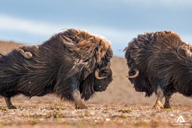 musk ox fighting in canada