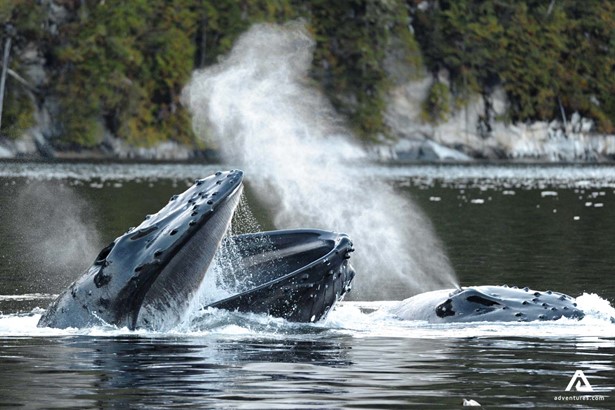 humpback whale breaching in canada