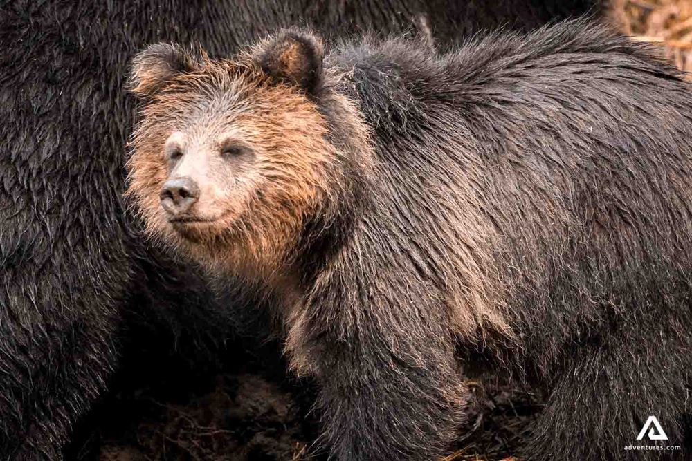large bear closeup
