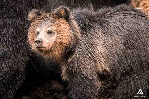 large bear closeup in canada
