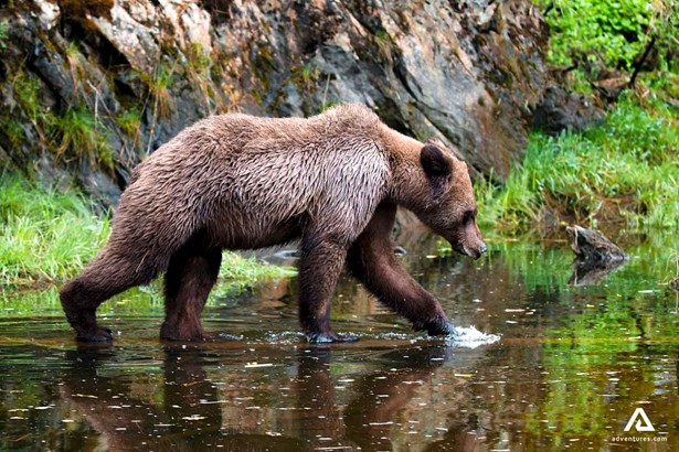 black bear walking in a forest through water