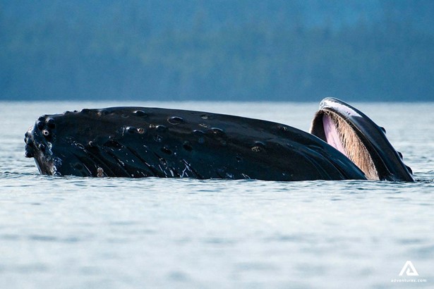 large humpback whale in canada