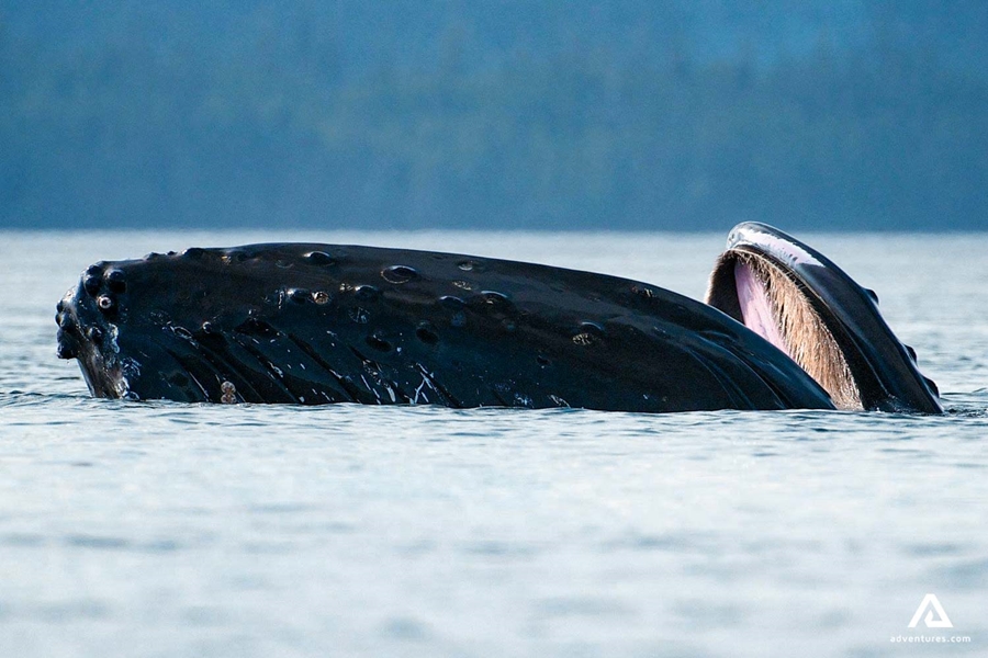 large humpback whale