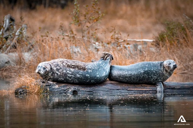 seals on a wooden log
