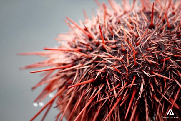 sea urchin closeup