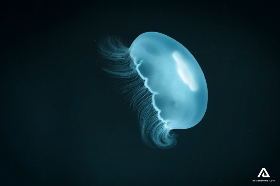 bright jellyfish