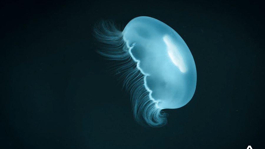 bright jellyfish