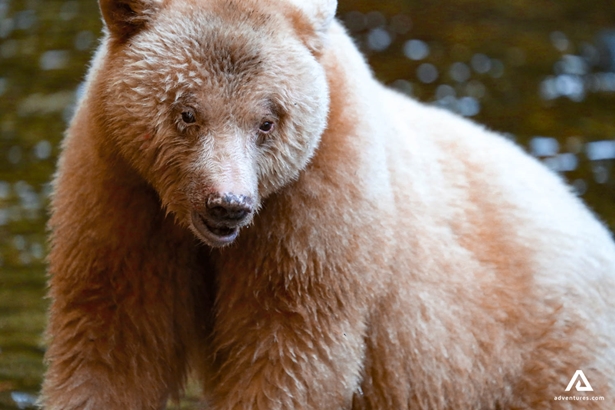 brown bear closeup in canada