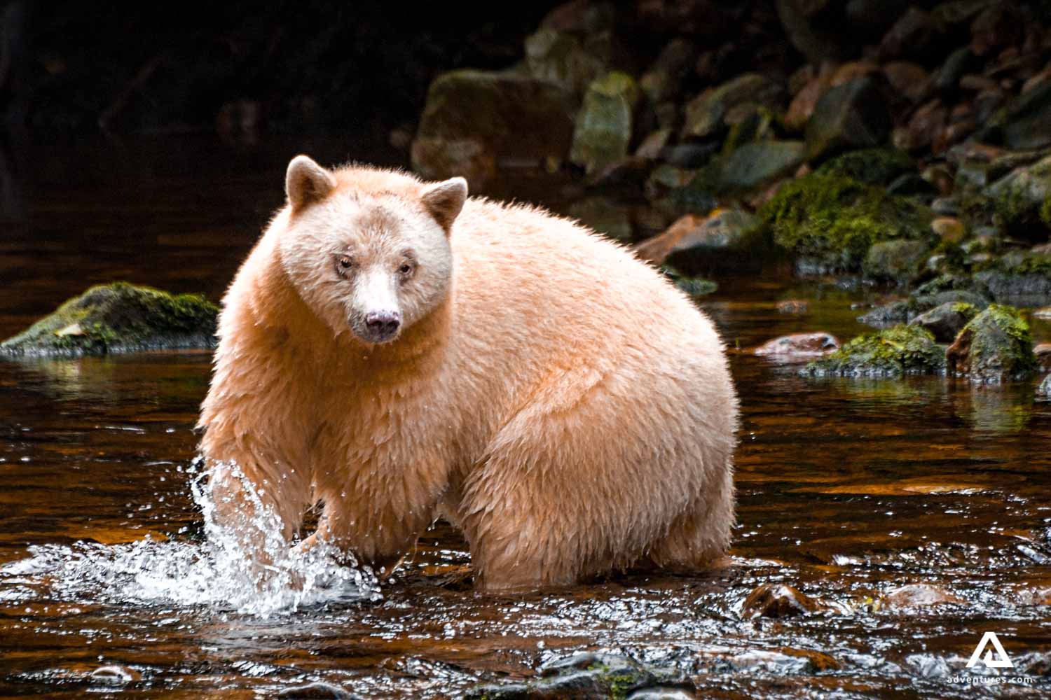 bear fishing for salmon