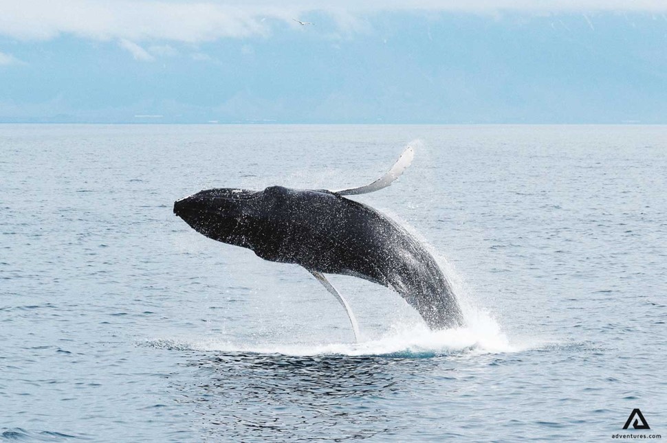 Whale jumping out of water in Iceland