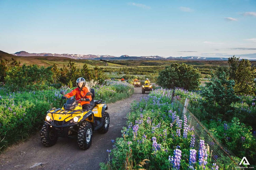 Atvs going through lupine fields