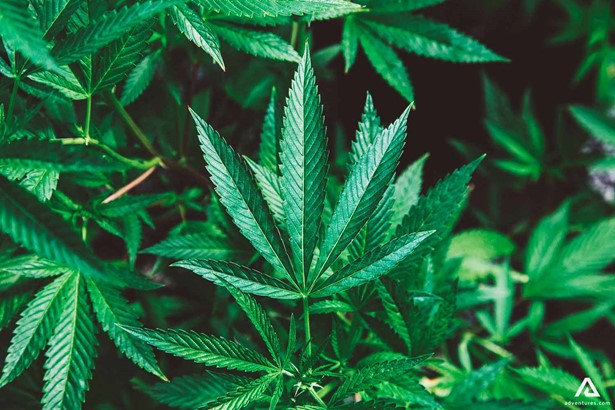 green cannabis leaf view