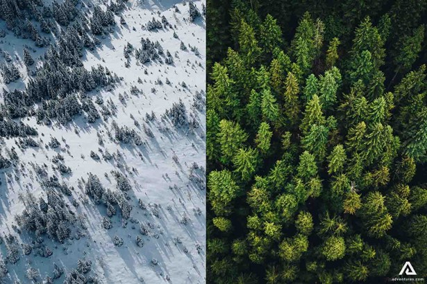 summer and winter trees aerial view