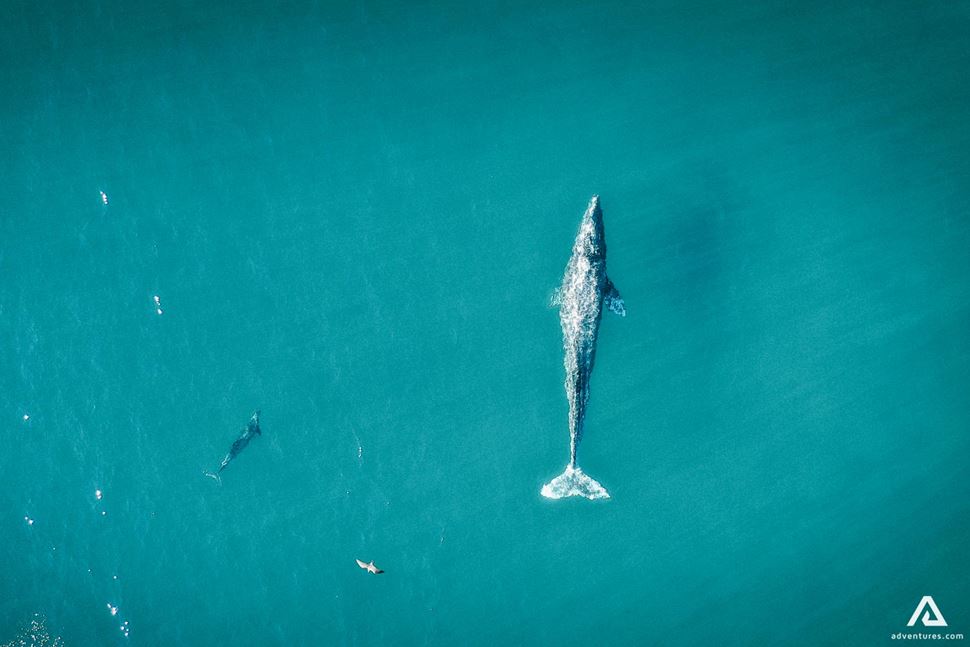 Whale In Blue Water From Top