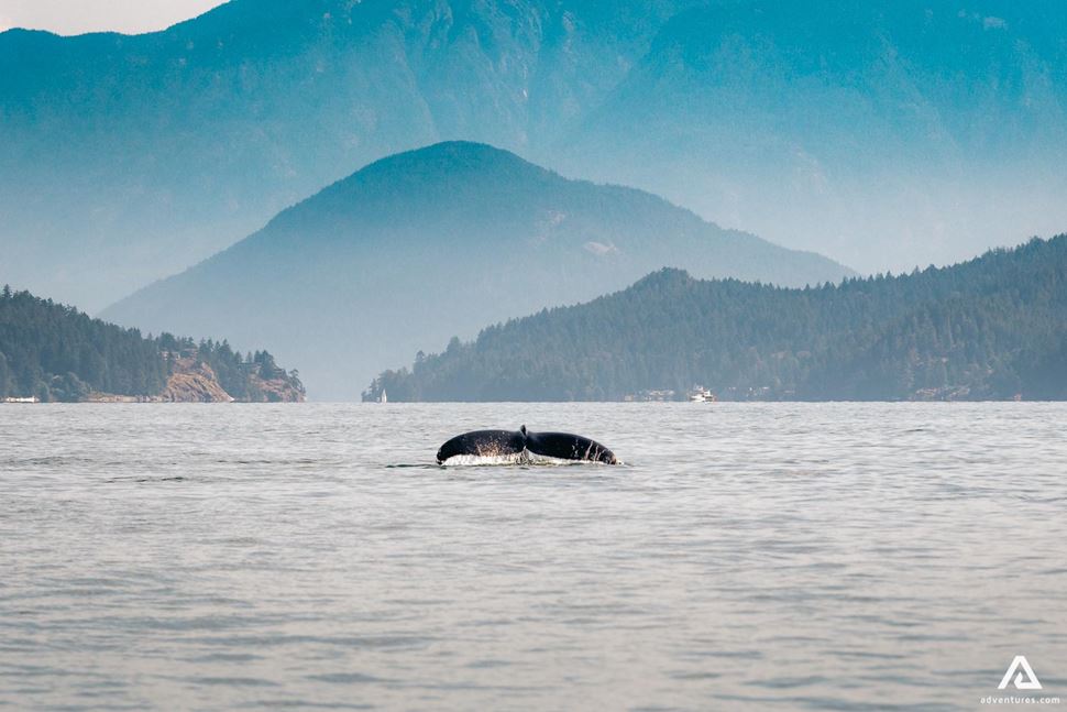 Whale, Mountains, Trees In Vancouver Island