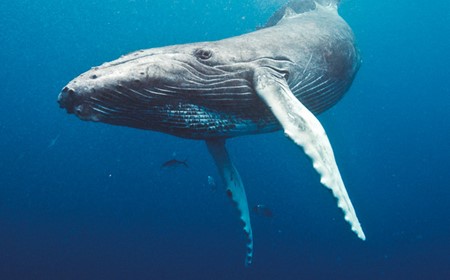 5 Best Places for Whale Watching in Canada 5 Best Places for Whale Watching in Canada