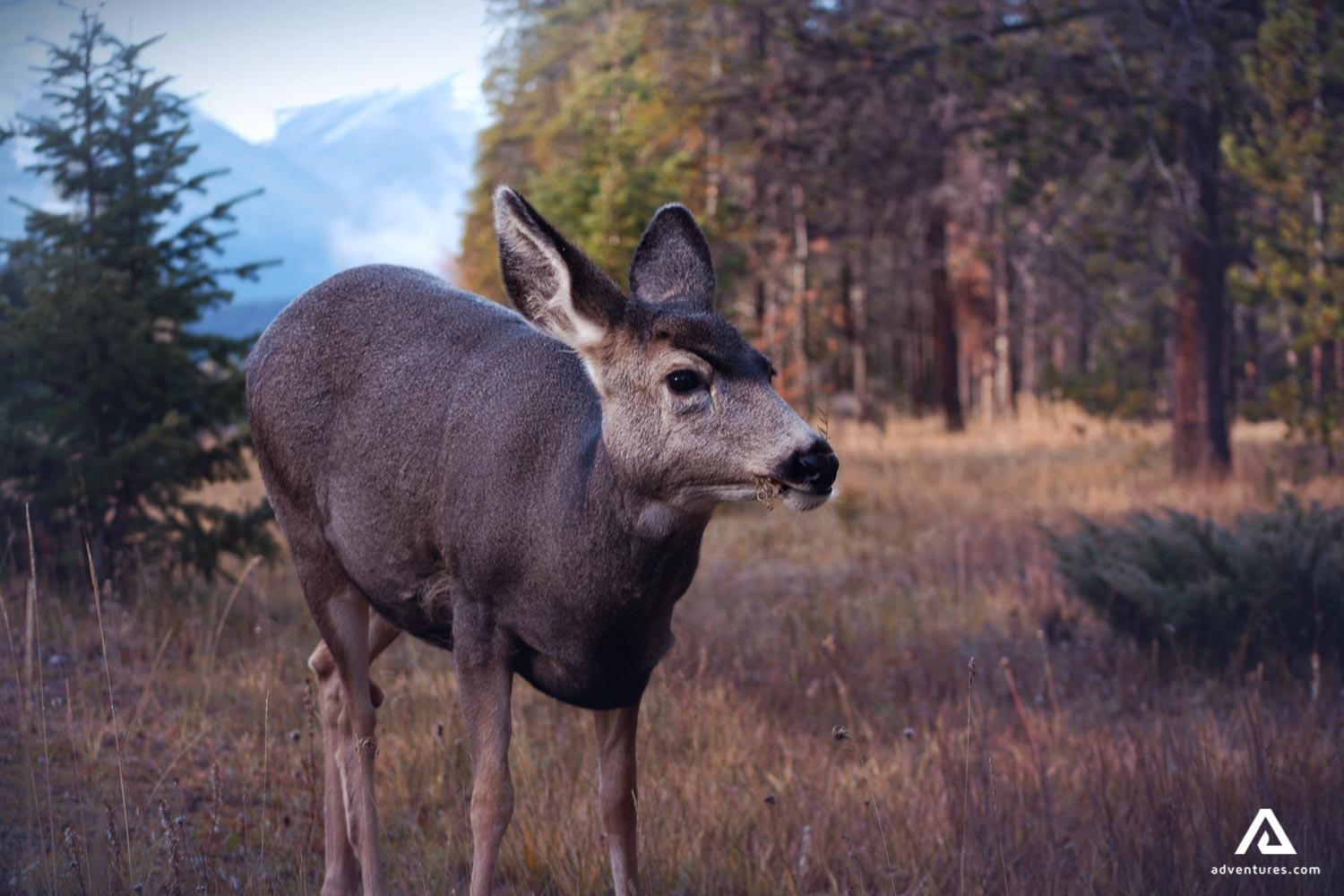 young deer in canadian forest