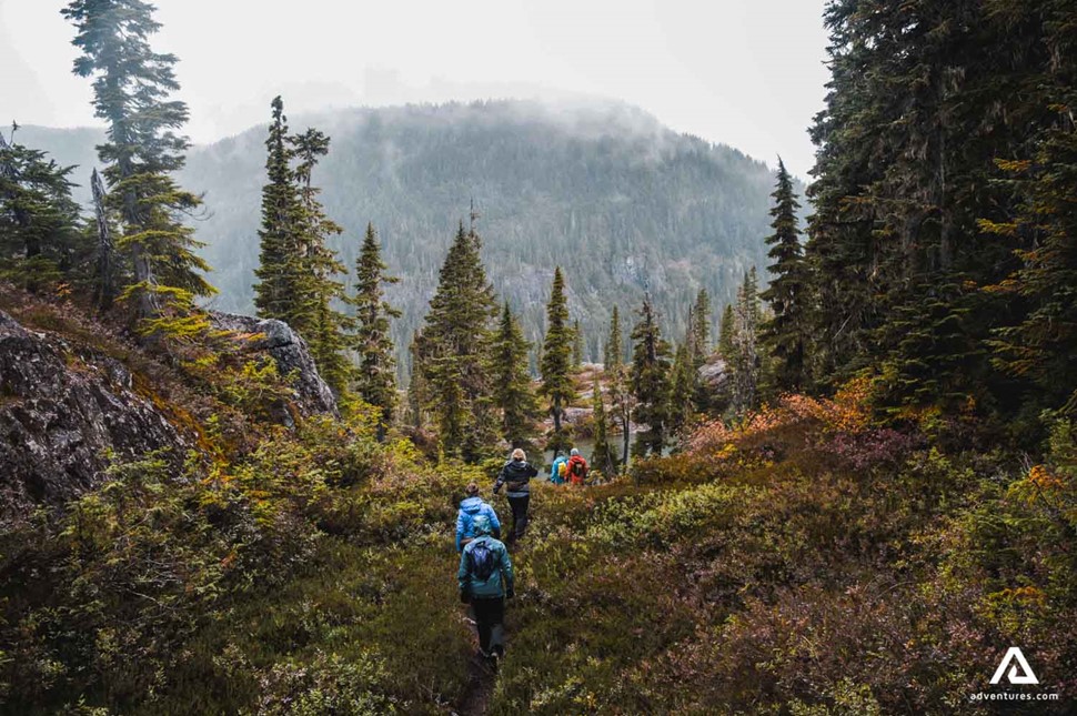 group of hikers walking through a forest in canada