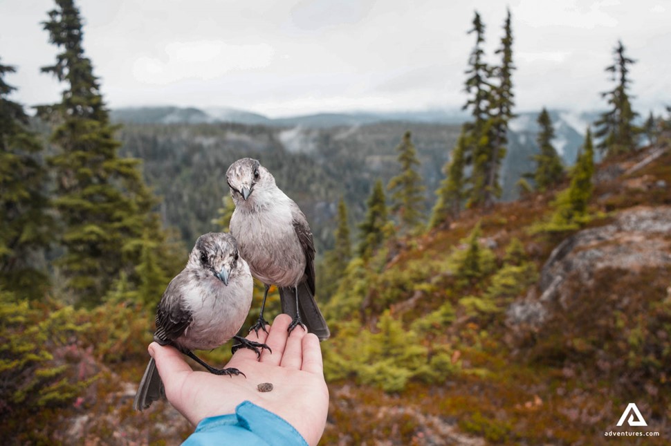 holding two small birds at vancouver island in canada