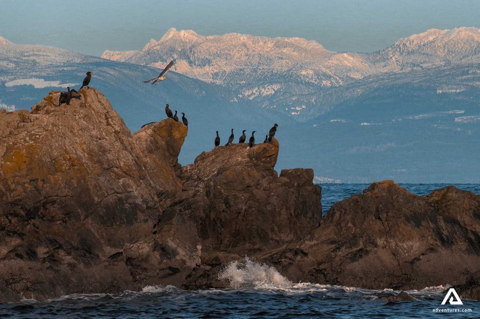 herd of big birds in vancouver island seaside