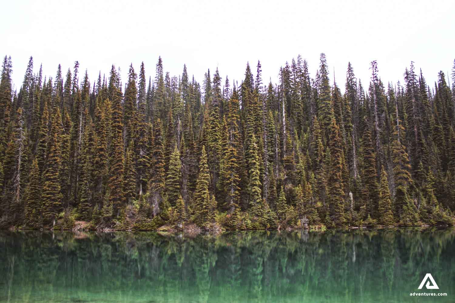tree reflection at emerald lake in canada