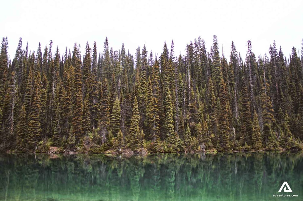 tree reflection at emerald lake in canada